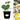 Winter Squash 4 Inch Starter Plant Variety Pack