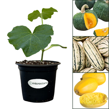 Winter Squash 4 Inch Starter Plant Variety Pack
