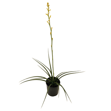 Yellow Hesperaloe