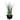 Yellow Hesperaloe