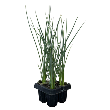 Yellow Hesperaloe