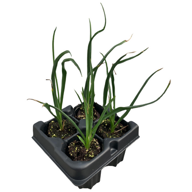 Yellow Hesperaloe