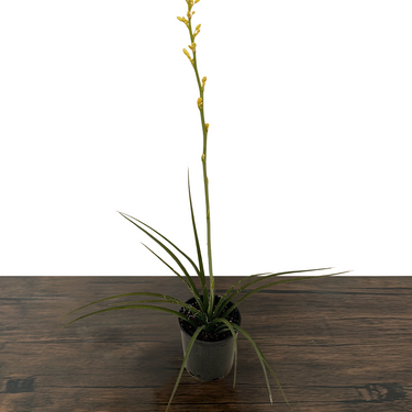 Yellow Hesperaloe