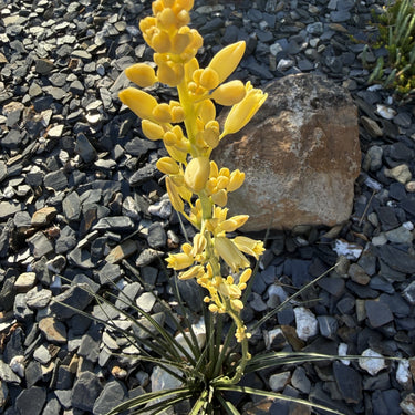 Yellow Hesperaloe