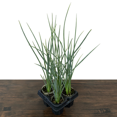 Yellow Hesperaloe