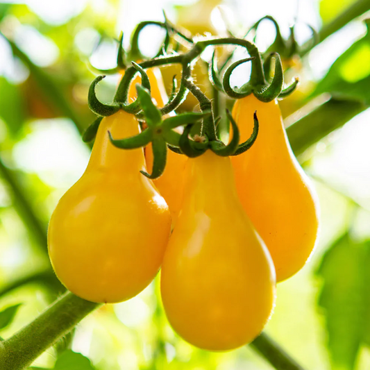 Yellow Pear Cherry Tomato