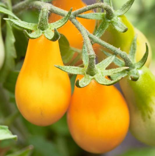 Yellow Pear Cherry Tomato