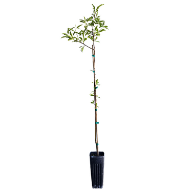 'Yorizane' Almond