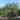 An adult Yorizane Almond tree. Mature Yorizane Almond trees can grow to 12-15 feet tall and appear bushy.