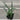 A 4-pack of Yucca recurvifolia Pendula in a tray. Each plants is pictured in an ellepot, helping with root development and naturally degrading when planted.