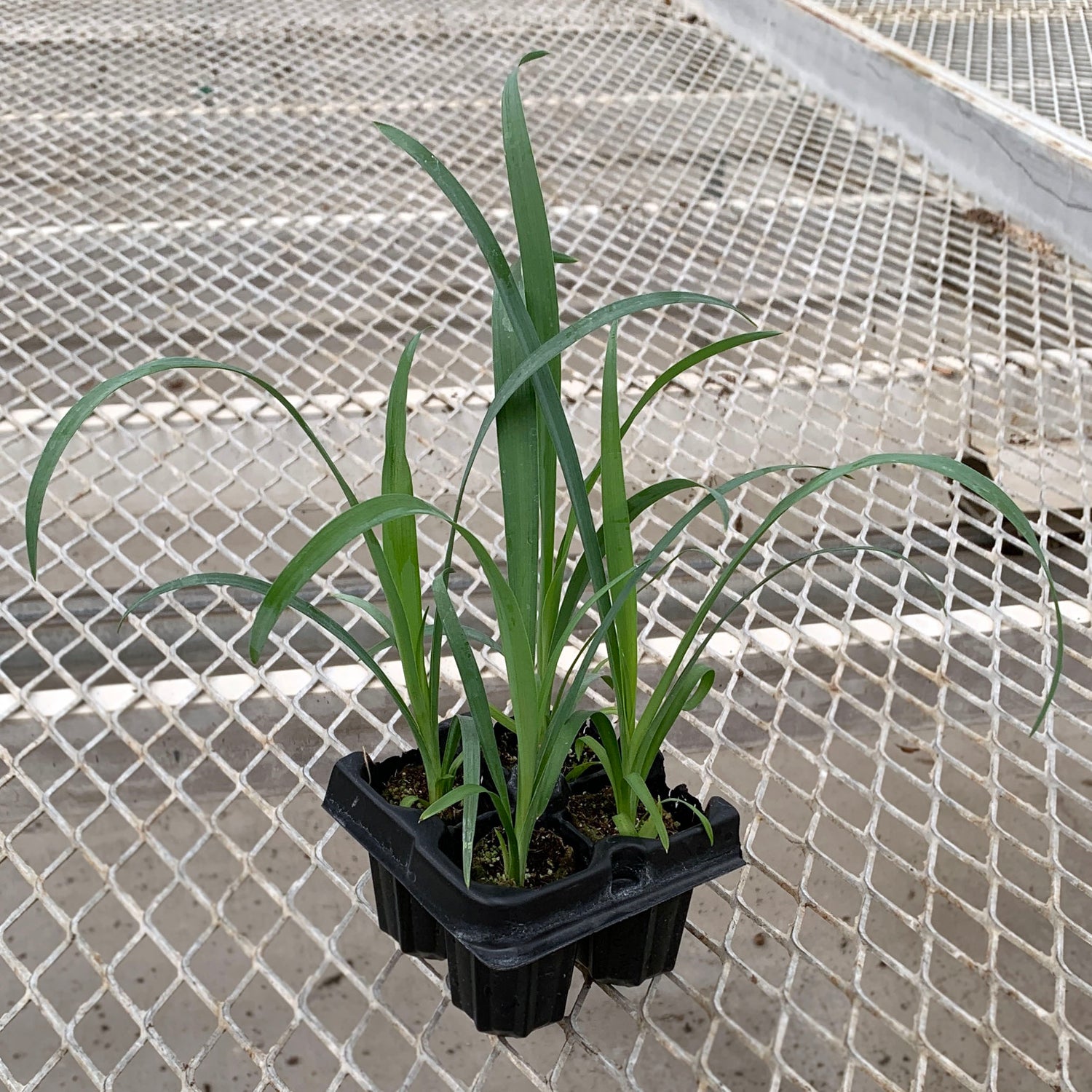 A 4-pack of Yucca recurvifolia 'Pendula' in a tray. Each plants is pictured in an ellepot, helping with root development and naturally degrading when planted.