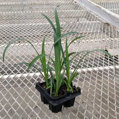 A 4-pack of Yucca recurvifolia 'Pendula' in a tray. Each plants is pictured in an ellepot, helping with root development and naturally degrading when planted.