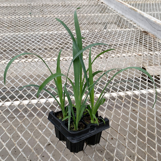 A 4-pack of Yucca recurvifolia 'Pendula' in a tray. Each plants is pictured in an ellepot, helping with root development and naturally degrading when planted.