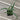 A 4-pack of Yucca recurvifolia 'Pendula' in a tray from above. Each plant has numerous blue-green leaves growing out of its soil ellepot.