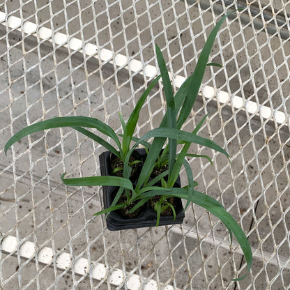 A 4-pack of Yucca recurvifolia 'Pendula' in a tray from above. Each plant has numerous blue-green leaves growing out of its soil ellepot.