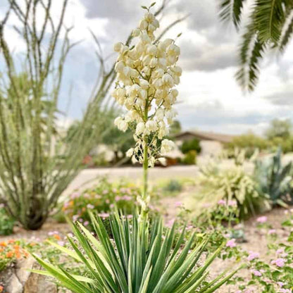 A full-grown Yucca recurvifolia 'Pendula', showing its creamy white flowers on a central flower spike.