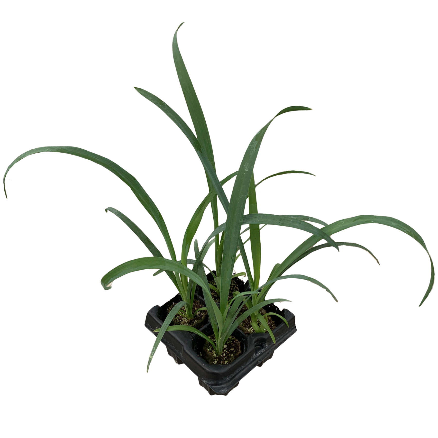 succulent plant soft leaves Soft-Leaf Yucca Starter Plants - Yucca recurvifolia 'Pendula'