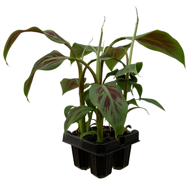Zebrina Ornamental Banana