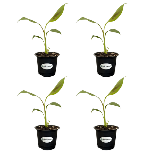 Zebrina Ornamental Banana