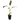 Zebrina Ornamental Banana