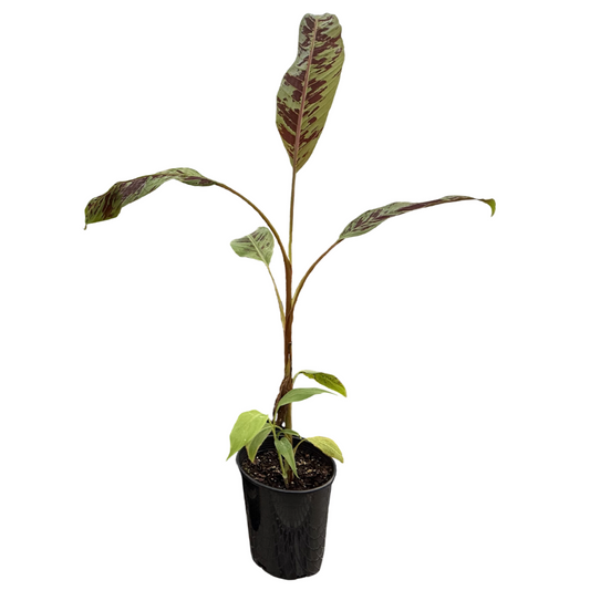 Zebrina Ornamental Banana