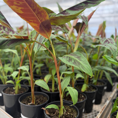 Zebrina Ornamental Banana