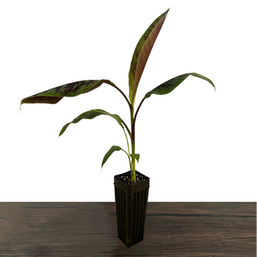 Zebrina Ornamental Banana