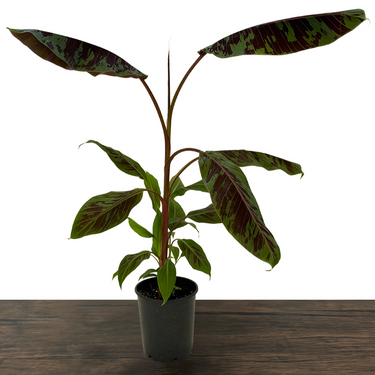 Zebrina Ornamental Banana