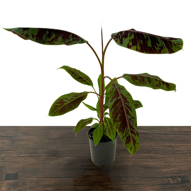 Zebrina Ornamental Banana