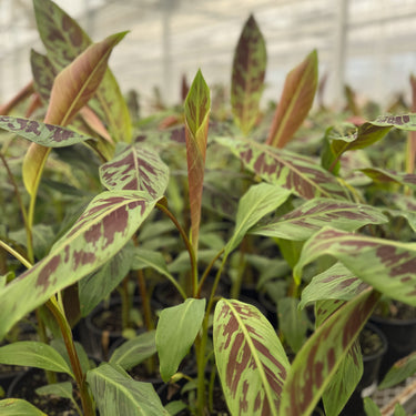Zebrina Ornamental Banana