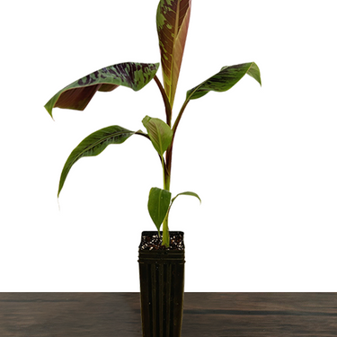 Zebrina Ornamental Banana