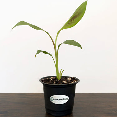 Zebrina Ornamental Banana