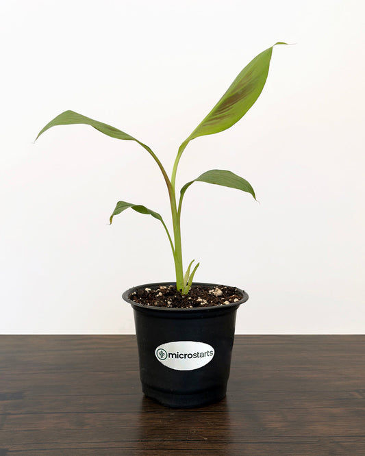 Zebrina Ornamental Banana