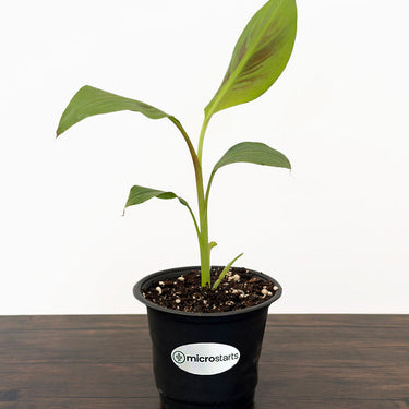 Zebrina Ornamental Banana