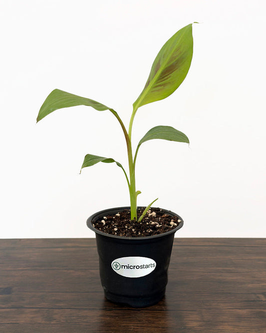 Zebrina Ornamental Banana