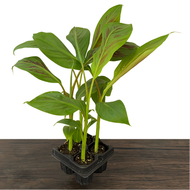 Zebrina Ornamental Banana