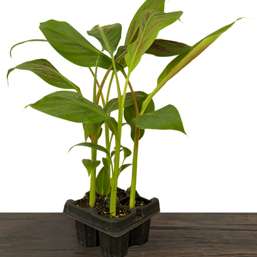 Zebrina Ornamental Banana
