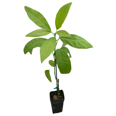 Zutano Avocado