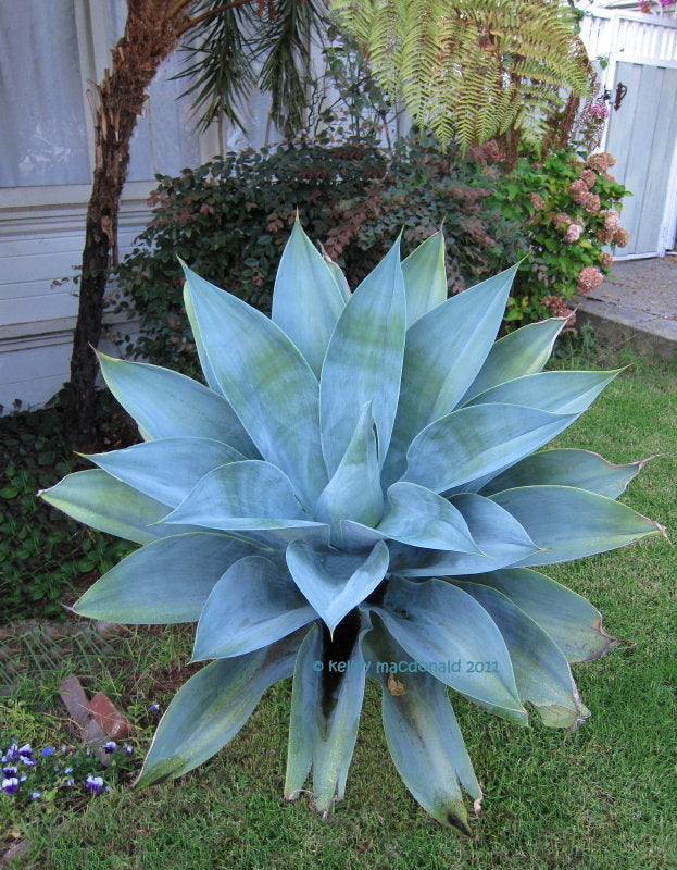 4 Pack: Agave  'Boutine Blue' Starter Plants from Tissue Culture (TC)