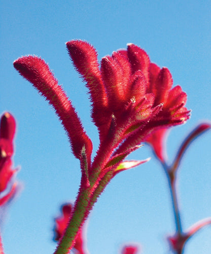 Kangaroo Paw, Anigozanthos 'Bush Ranger' Starter Plants - MicroStarts Plant Plugs 4 Pack
