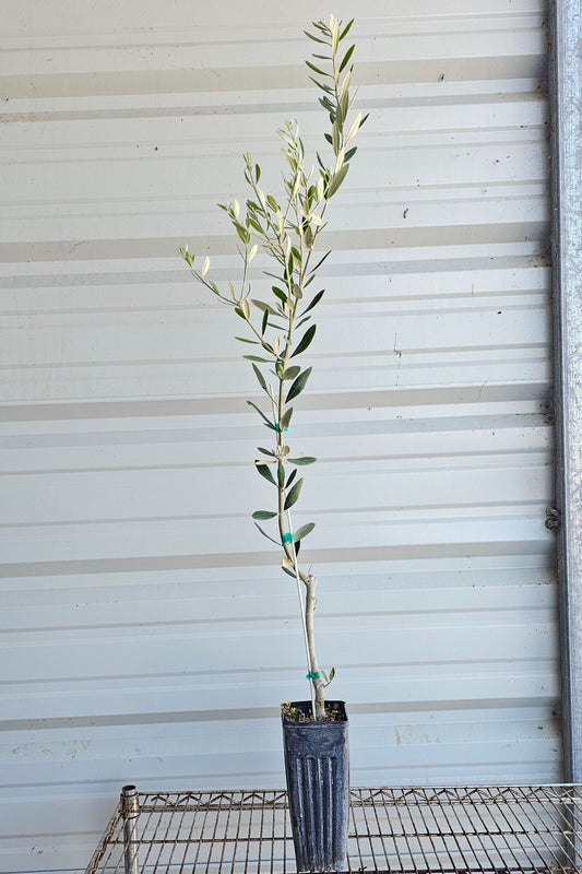 Mission Olive 4x9 Pot Trees - MicroStarts