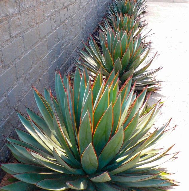 4 Pack: Blue Glow Agave Tissue Culture (TC) Starter Plants