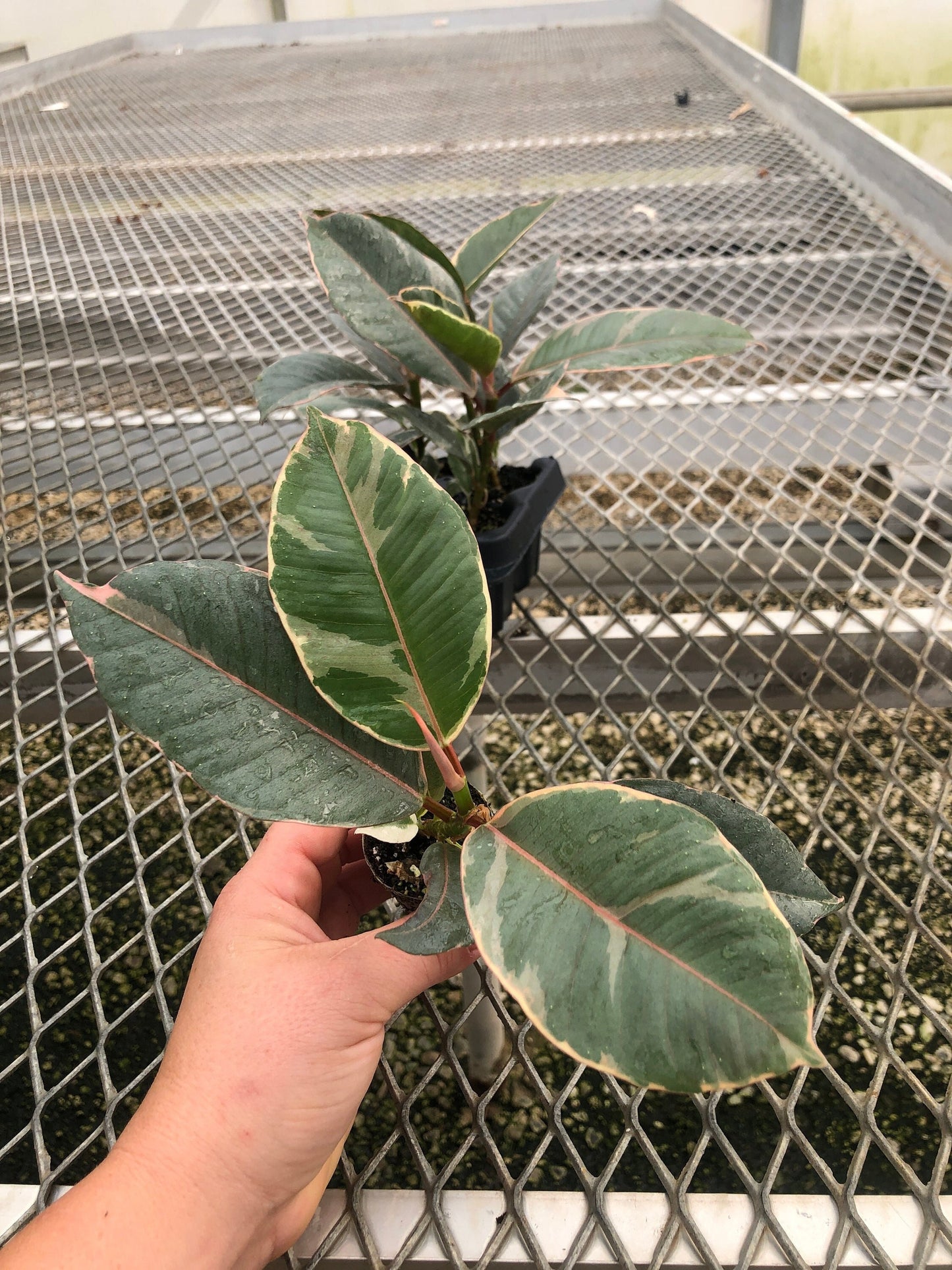 4 Pack: Ficus elastica 'Tineke' Tissue Culture (TC) Starter Plants