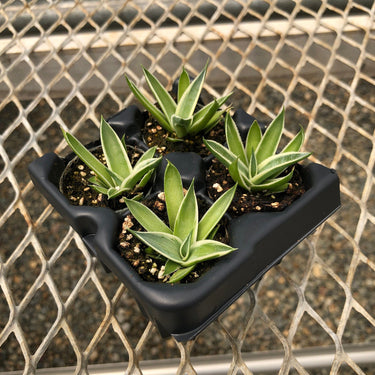 California Glow Agave