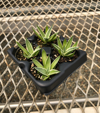 Agave 'Snow Glow', Variegated 'Blue Glow' Succulent Starter Plants - MicroStarts Plant Plugs 4 Pack