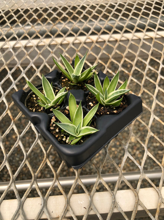 4 Pack: Agave 'Snow Glow' aka Variegated 'Blue Glow' Agave Tissue Culture (TC) Starter Plants