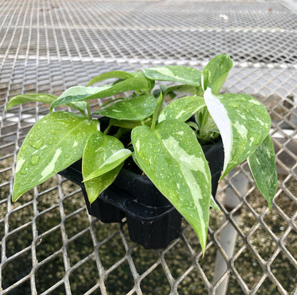 Philodendron 'White Wizard' Starter Plants - MicroStarts Plant Plugs