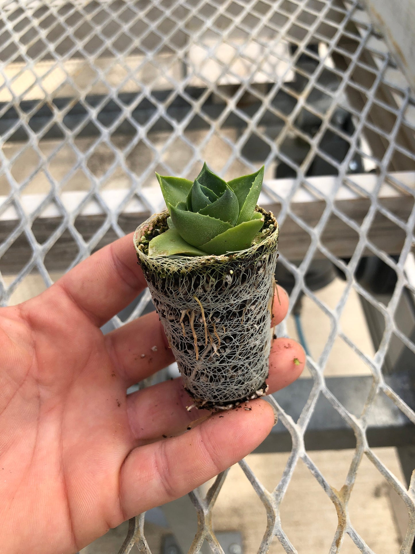 4 Pack: Agave 'Blue Glow Compacta'  Tissue Culture (TC) Starter Plants