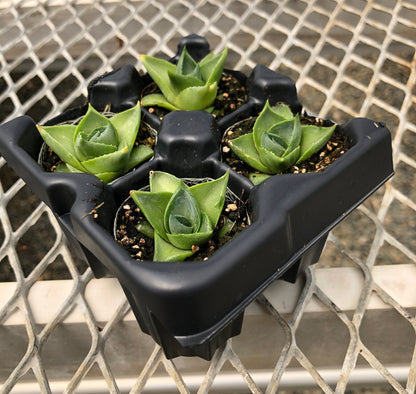 Agave 'Pixie' Succulent Starter Plants - MicroStarts Plant Plugs