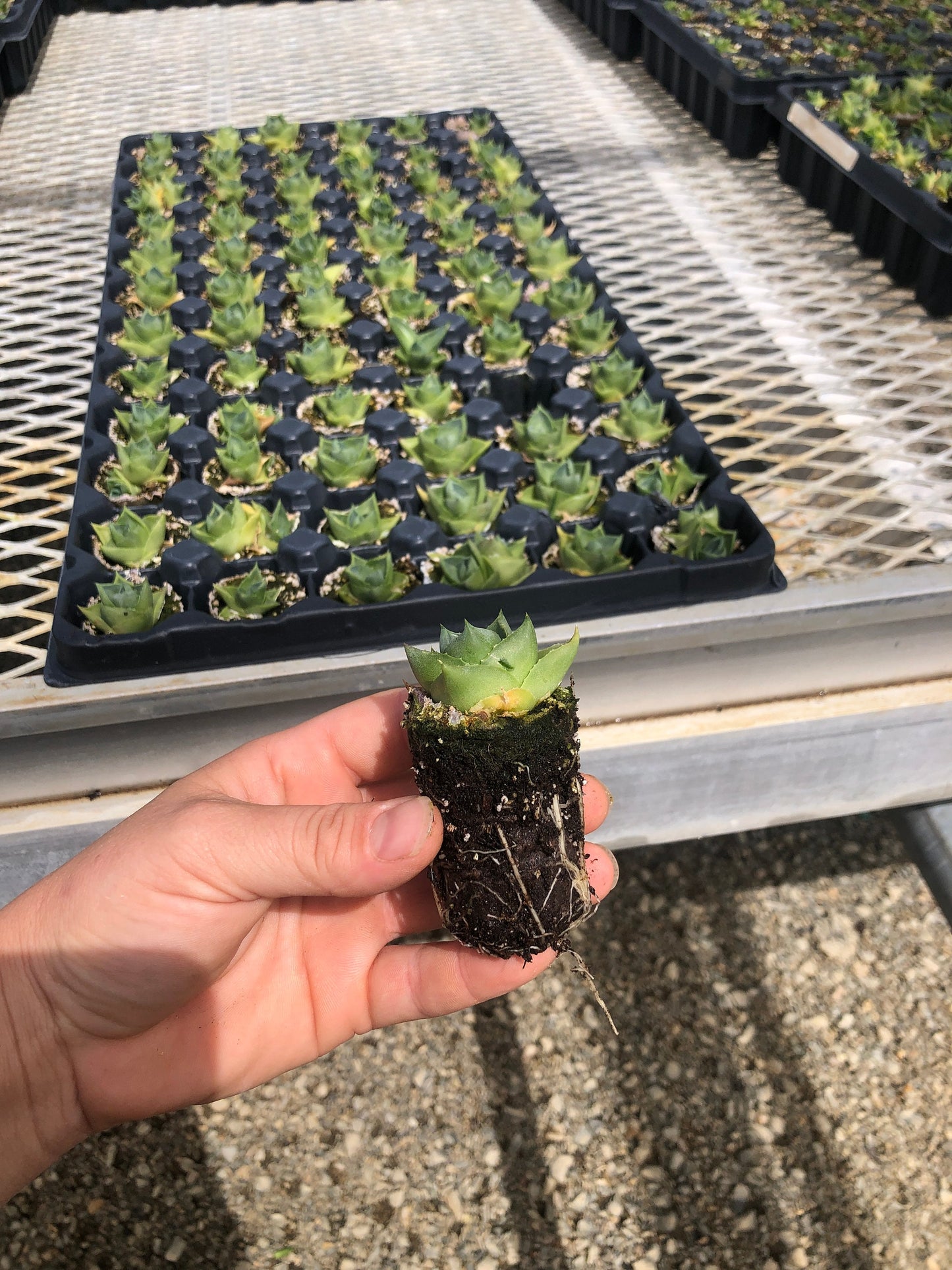 4 Pack: Agave 'Blue Glow Compacta'  Tissue Culture (TC) Starter Plants